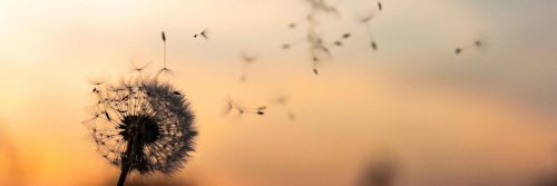 dandelion in dark red sunset sky