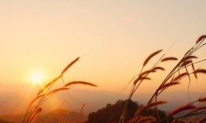 peaceful field breathtaking sunset view