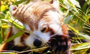 possum endangered species in forest